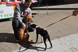 Craig Dudek of TKE plays with two dogs from the New Lease On Life Rescue animal shelter in front of Kilcawley Center. Photo by Steve Wilaj/The Jambar.