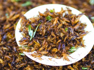 Crickets require 12-times less feed than cattle to produce the same amount of protein. Around the world, crickets are consumed and prepared in a variety of ways. The pictured dish is Chingrit thot, a Thai appetizer consisting of deep-fried crickets. 