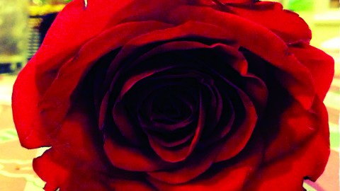 Photo credit of surfergirl30/Flickr.com by 2.0 "Valentine's Day Rose"/ The Jambar.